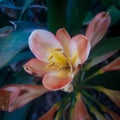 Clivia flower Royalty Free Stock Photo