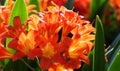 Clivia flowers in bloom Royalty Free Stock Photo