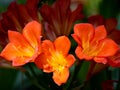 Clivia is a genus of monocot flowering plants . Common names are Natal lily or bush lily.