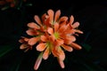 Clivia is a genus of monocot flowering plants native to southern Africa.