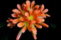 Clivia is a genus of monocot flowering plants native to southern Africa.