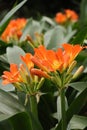 Clivia