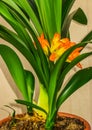 Clivia is a genus of perennial evergreen herbaceous