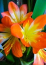 Clivia is a genus of perennial evergreen herbaceous