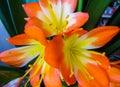 Clivia is a genus of perennial evergreen herbaceous