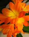 Clivia is a genus of perennial evergreen herbaceous