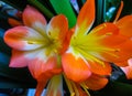 Clivia is a genus of perennial evergreen herbaceous