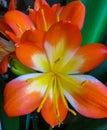 Clivia is a genus of perennial evergreen herbaceous