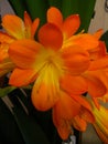 Clivia is a genus of perennial evergreen herbaceous