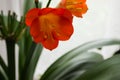 Clivia home flower and office plant on a light background