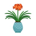 Clivia house plant in flower pot