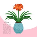 Clivia plant in pot banner