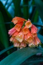 Clivia Kaffir Lily orange flowers in dark garden Royalty Free Stock Photo