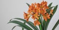 Clivia, a large orange flower on a white background.