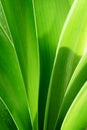 Clivia leaves