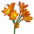 Clivia minata