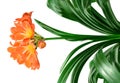 Clivia miniata Royalty Free Stock Photo