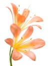 Clivia miniata