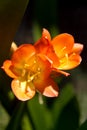 Clivia miniata, Beautiful orange flower at its maximum opening Royalty Free Stock Photo