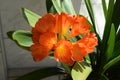 clivia miniata, blight orange clivia lily Royalty Free Stock Photo