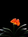 Clivia miniata, flower wallpaper Royalty Free Stock Photo