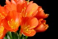 Clivia Miniata (Bush Lily) in bouquet on black Royalty Free Stock Photo