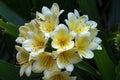 Yellow flowers of a Natal lily \'alick\'s peach\' (clivia miniata)