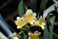 Clivia Miniata flower