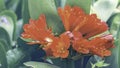 Clivia miniata flower Royalty Free Stock Photo