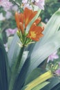 Clivia miniata flower Royalty Free Stock Photo