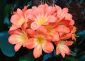 Clivia miniata flowers blooming in a Garden ,Clivia miniata, the Natal lily or bush lily Royalty Free Stock Photo