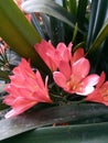 Clivia Miniata is a genus of monoeot flowering plant