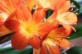 Clivia miniata, the Natal lily, bush lily, or Kaffir lily blooming. Close up of beautiful flower petals Royalty Free Stock Photo