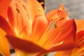 Clivia miniata, the Natal lily, bush lily, or Kaffir lily blooming. Close up of beautiful flower petals Royalty Free Stock Photo