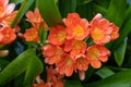 Clivia miniata, the Natal lily or Bush lily. Close up of flower Clivia miniata Royalty Free Stock Photo