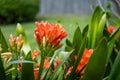 Clivia miniata, the Natal lily or Bush lily. Close up of flower Clivia miniata Royalty Free Stock Photo