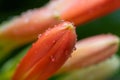 Clivia miniata, the Natal lily or Bush lily. Close up of flower Clivia miniata Royalty Free Stock Photo