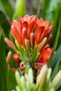 Clivia miniata, the Natal lily or Bush lily. Close up of flower Clivia miniata Royalty Free Stock Photo