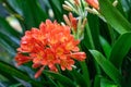 Clivia miniata, the Natal lily or Bush lily. Close up of flower Clivia miniata Royalty Free Stock Photo