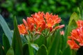 Clivia miniata, the Natal lily or Bush lily. Close up of flower Clivia miniata Royalty Free Stock Photo