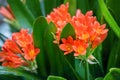 Clivia miniata, the Natal lily or Bush lily. Close up of flower Clivia miniata Royalty Free Stock Photo