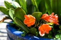 Clivia miniata the Natal lily or bush lily flower growing in flower pot in Vietnam Royalty Free Stock Photo