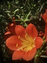 Bush lily Clivia miniata flower under sunshine. closeup view. Vertical photo image. Royalty Free Stock Photo