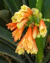 Clivia Miniata Natal Lily flower Royalty Free Stock Photo