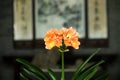 A pot of clivia is placed in a traditional Chinese hall.