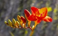 Clivia - Natal lily or bush lily