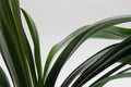 Clivia office plant leaves