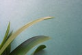 Clivia office plant leaves on green texture background