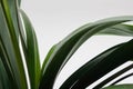 Clivia office plant leaves
