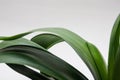 Clivia office plant leaves